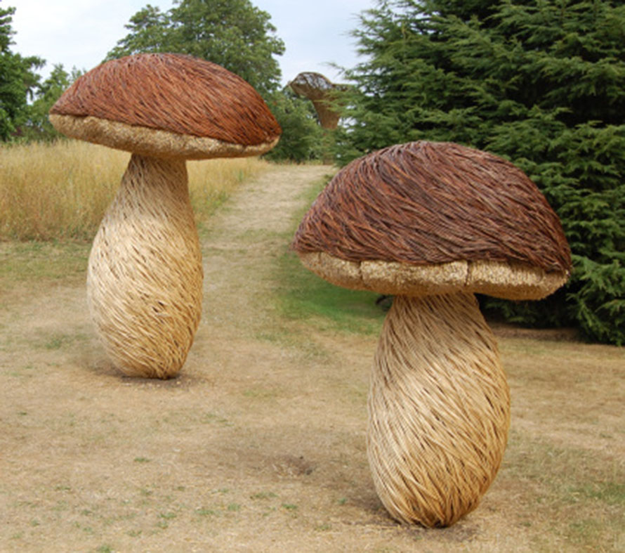 tom hare mushrooms